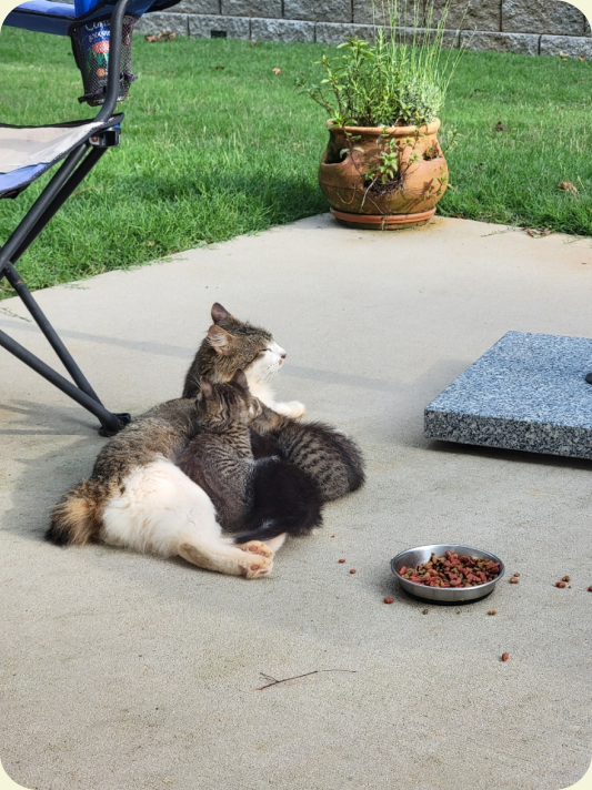 cat with kittens