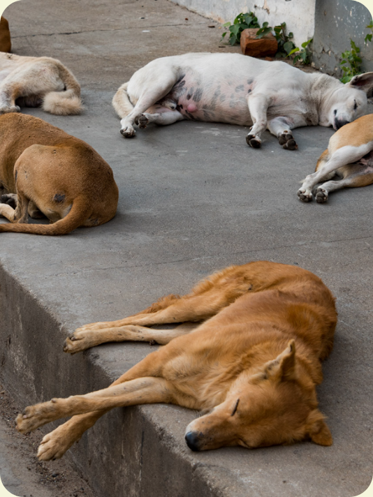 stray dogs