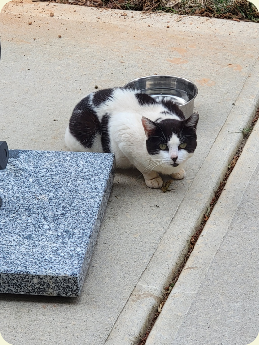 lonely cat